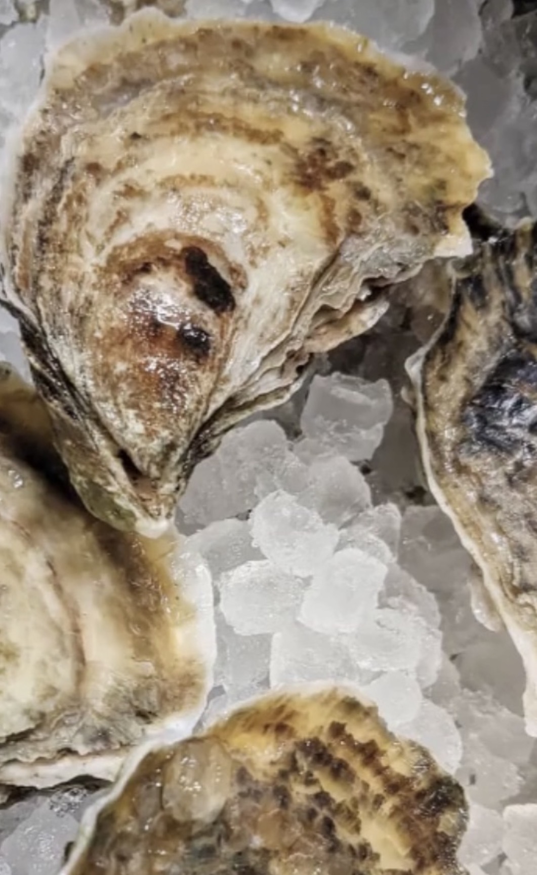 Close-up of a Plimoth 102s oyster on ice