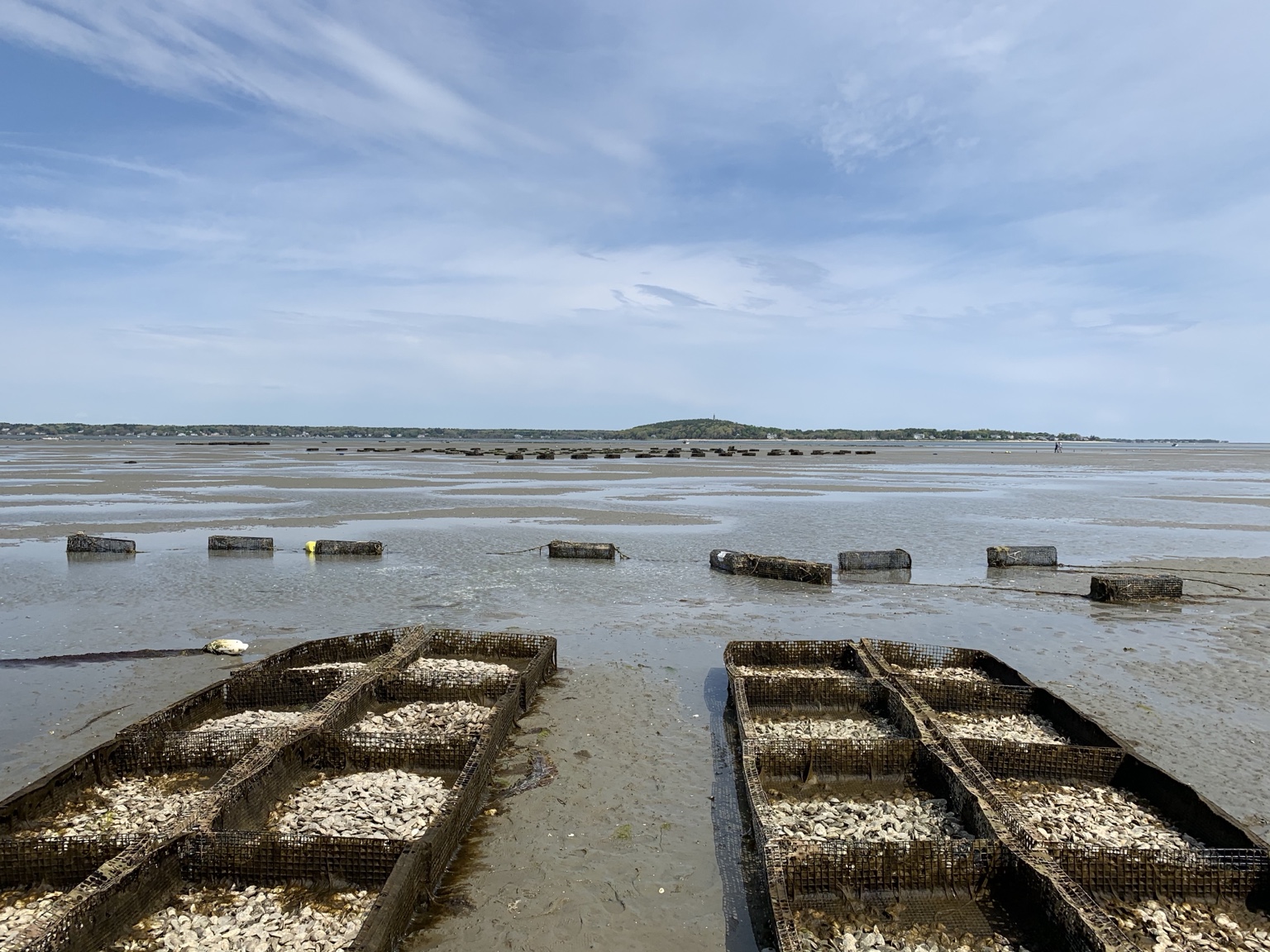 Plimoth 102s oyster cages resting on the Plymouth Bay sandbar at low tide