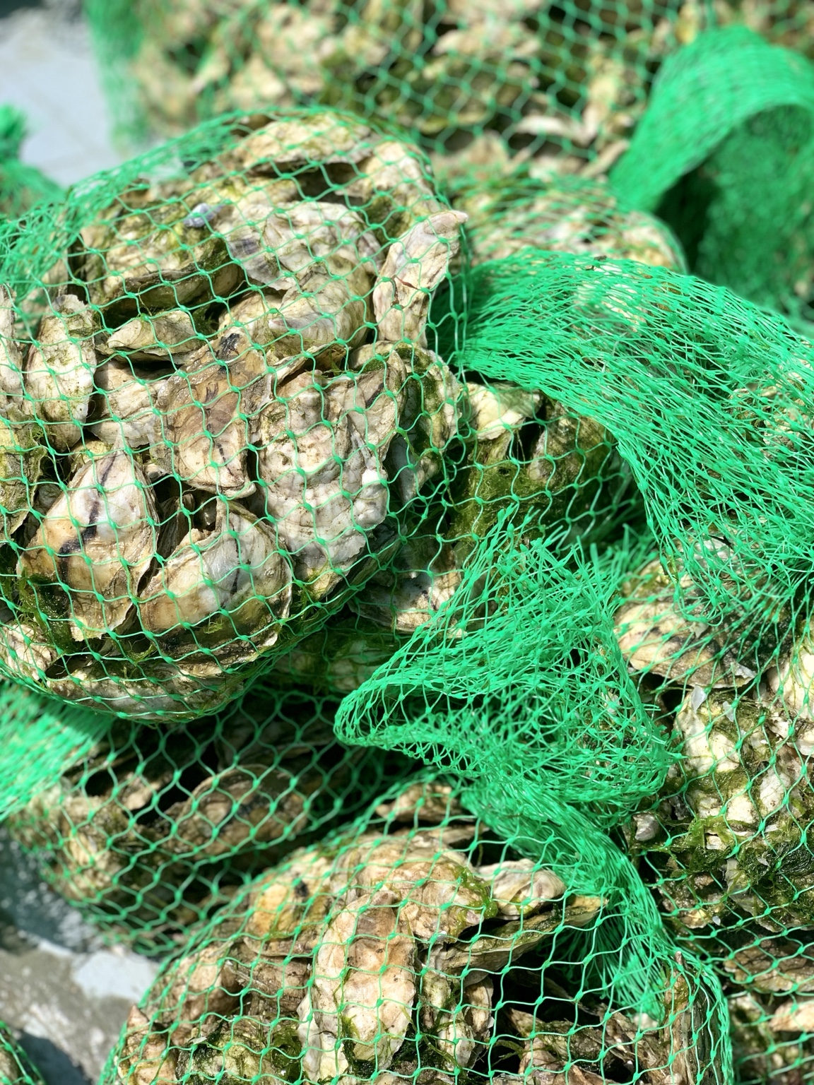 Freshly harvested Plimoth 102s oysters